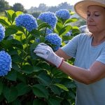 how to care for hydrangeas