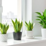 Best Air Purifying Plants
