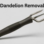 best dandelion removal tool