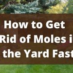How to Get Rid of Moles in Your Yard Fast