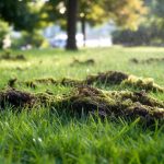 How to Get Rid of Moss from Grass