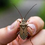 How to Get Rid of Pincher Bugs