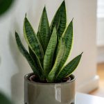 how to care for a snake plant