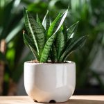 how to propagate a snake plant