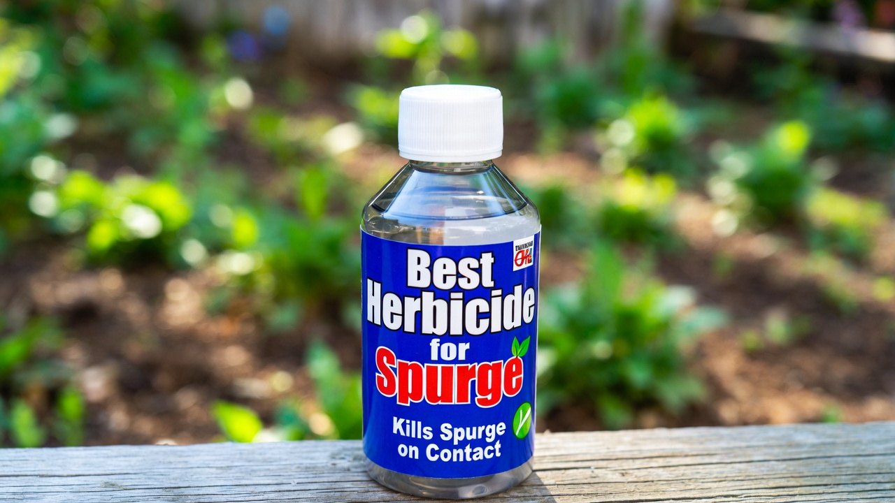 Best Herbicide for Spurge