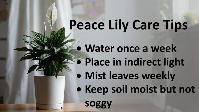 How to Care for a Peace Lily