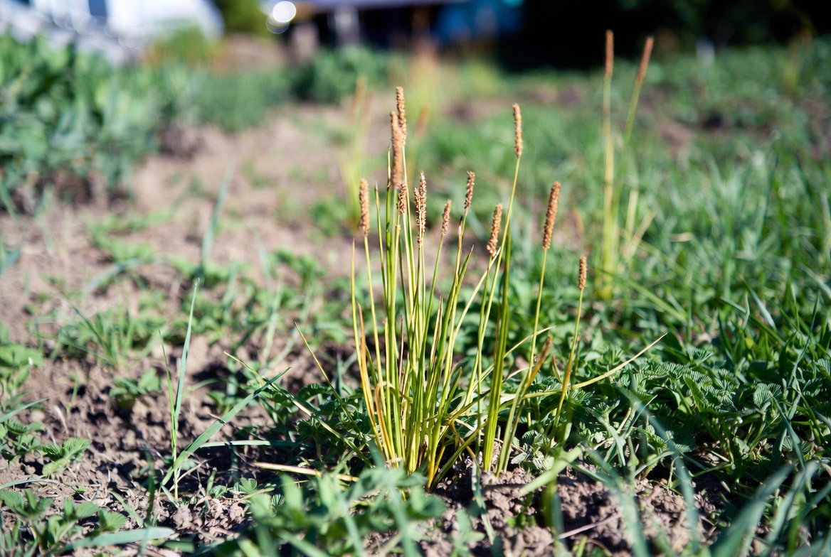 How to Get Rid of Nutsedge