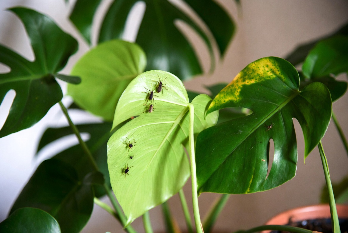 how to get rid of bugs from houseplants
