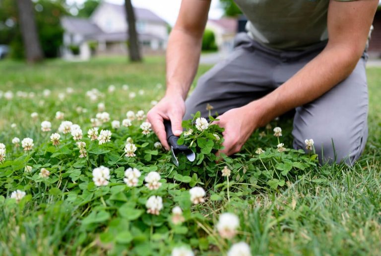 how to get rid of clover in lawn