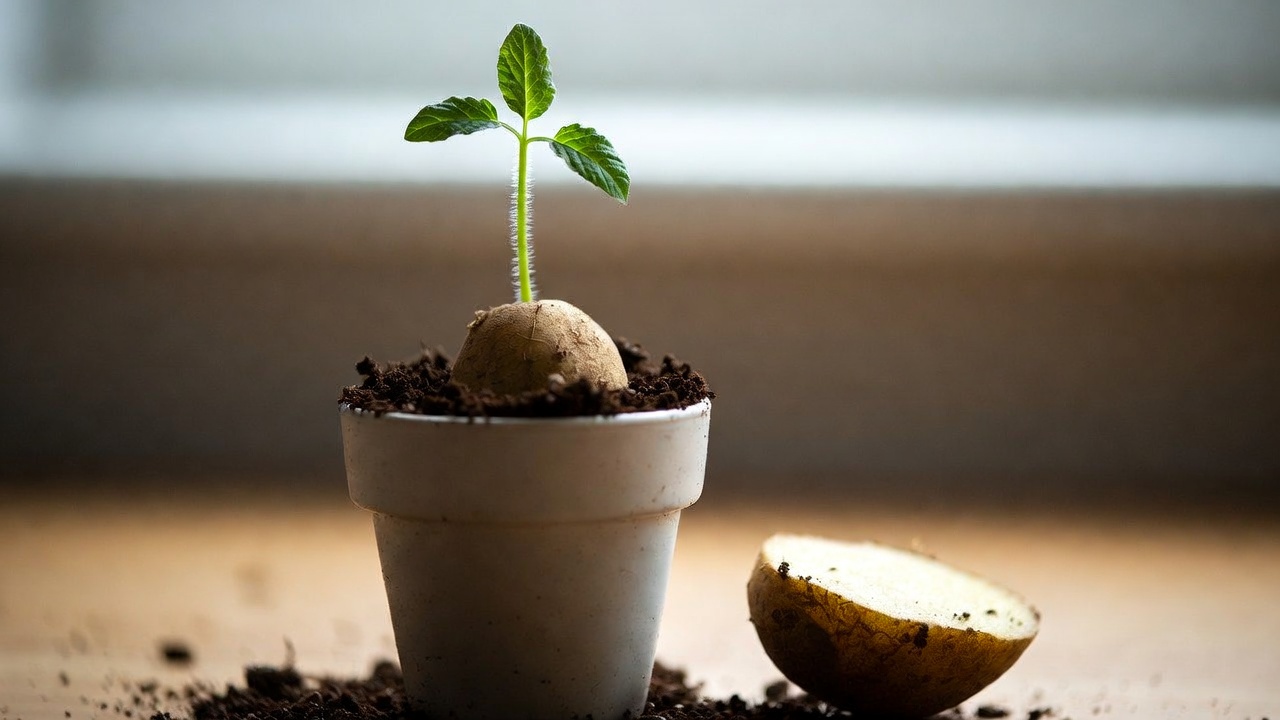 how to grow a potato from a potato