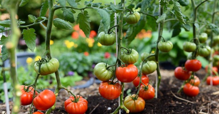 Best Calcium for Tomato Plants