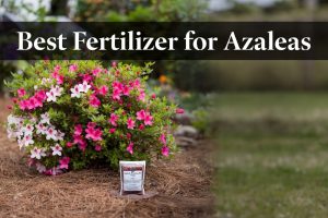 5 Best Fertilizer for Azaleas In 2026 | Garden Cure