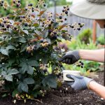 Best Fertilizer for Blackberries
