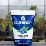 Best Fertilizer for Blueberries