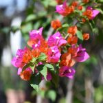 Best Fertilizer for Bougainvillea