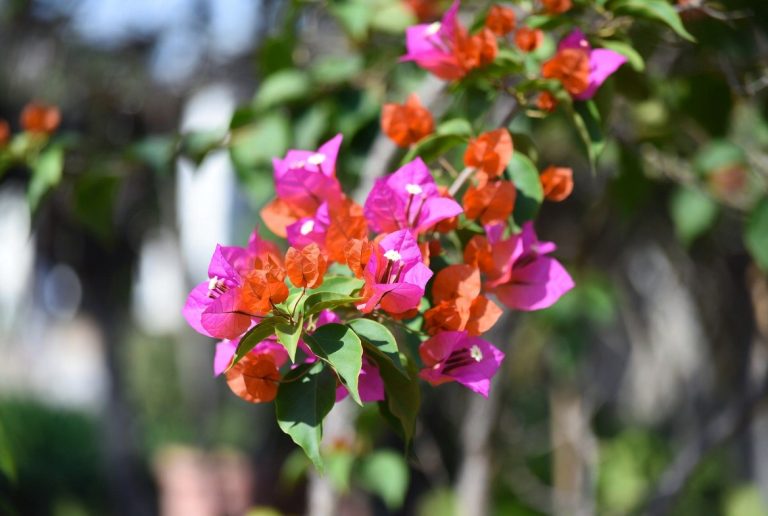 Best Fertilizer for Bougainvillea