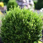 Best Fertilizer for Boxwoods
