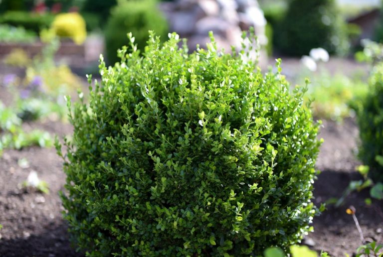 Best Fertilizer for Boxwoods