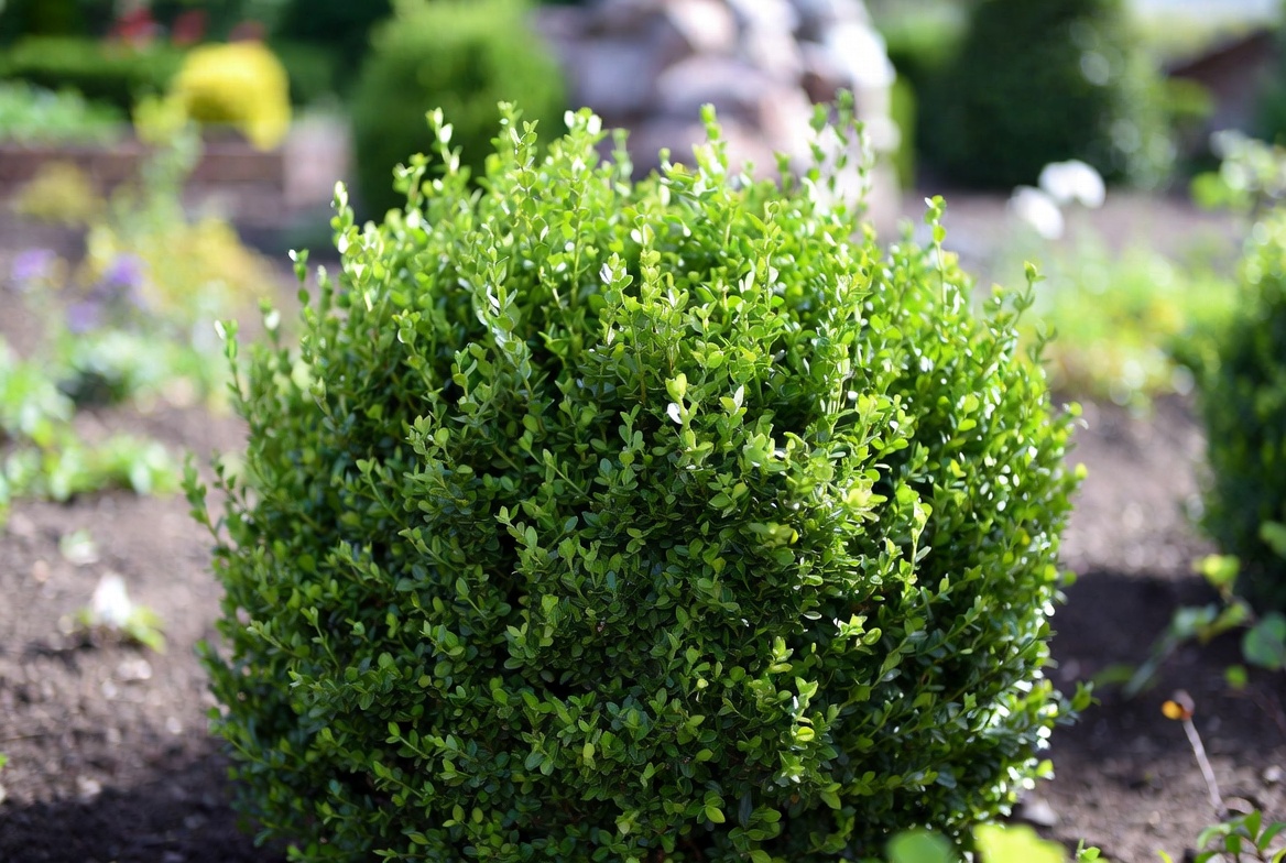 Best Fertilizer for Boxwoods