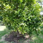 Best Fertilizer for Citrus Trees