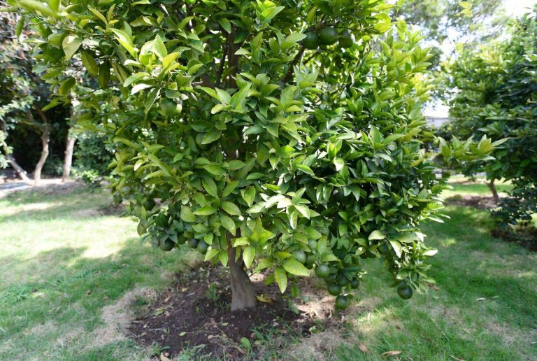 Best Fertilizer for Citrus Trees