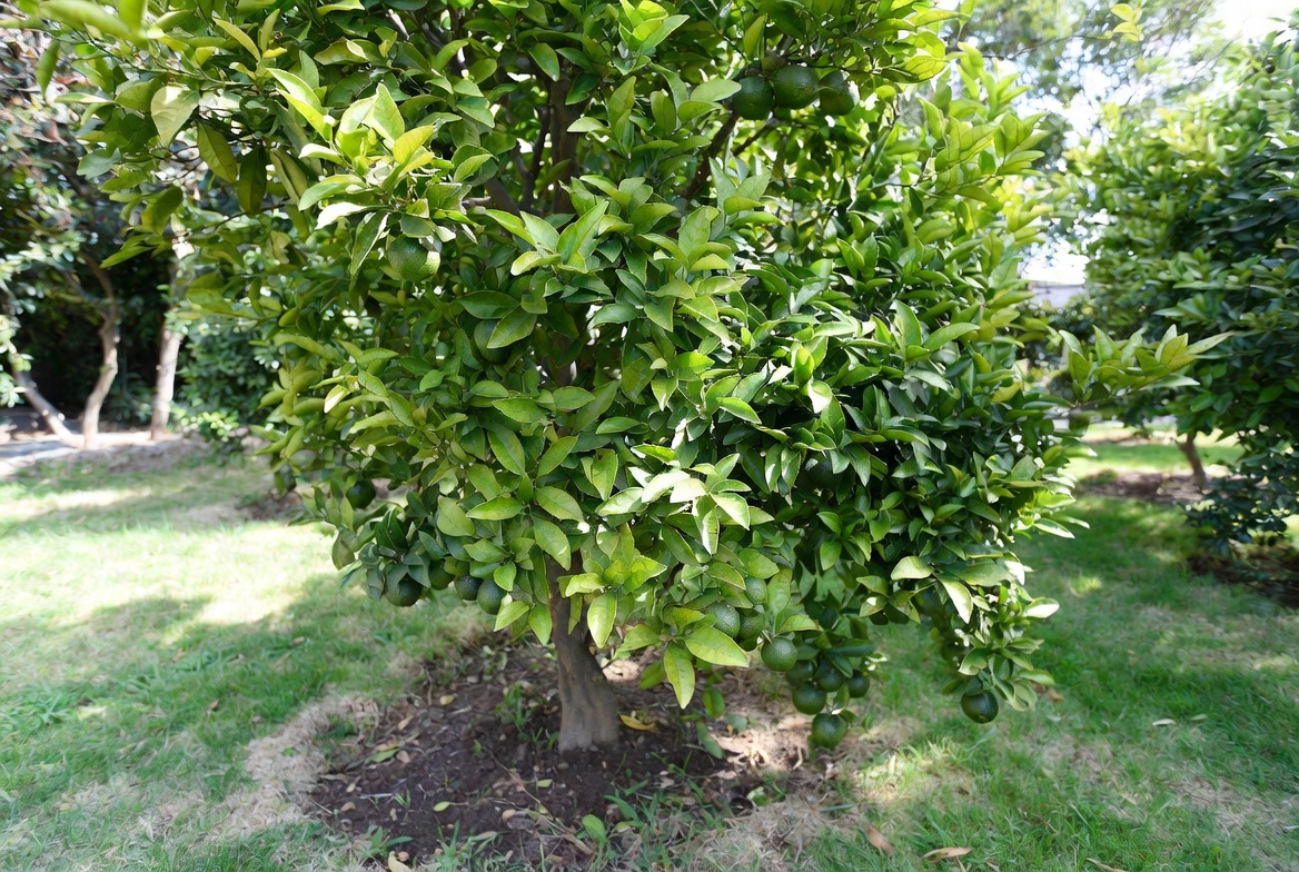 Best Fertilizer for Citrus Trees