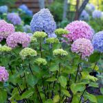 Best Fertilizer for Hydrangeas