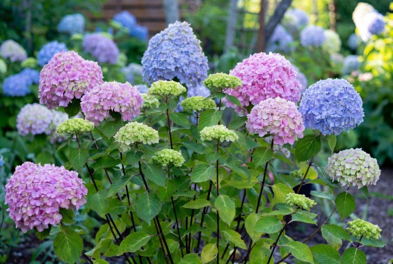 Best Fertilizer for Hydrangeas