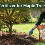 Best Fertilizer for Maple Trees