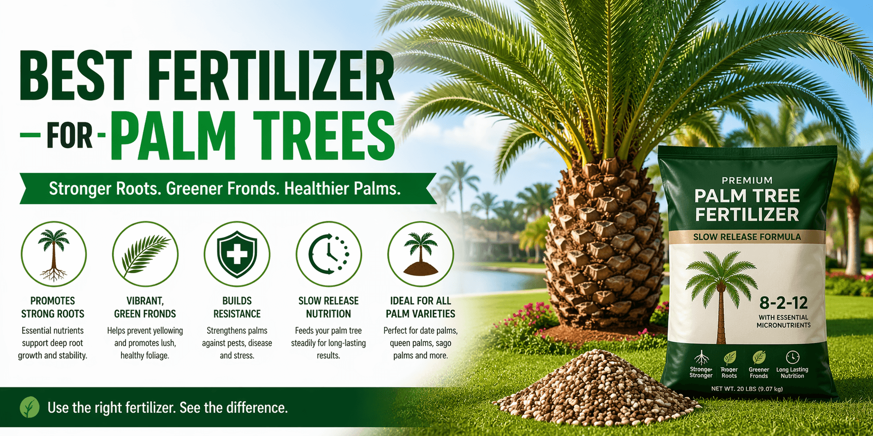 Best Fertilizer for Palm Trees