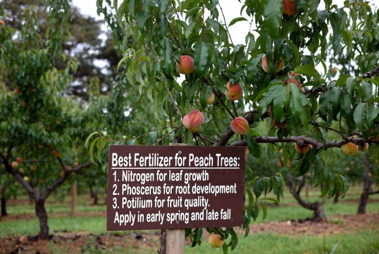 Best Fertilizer for Peach Trees