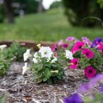 Best Fertilizer for Petunias