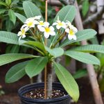 Best Fertilizer for Plumeria