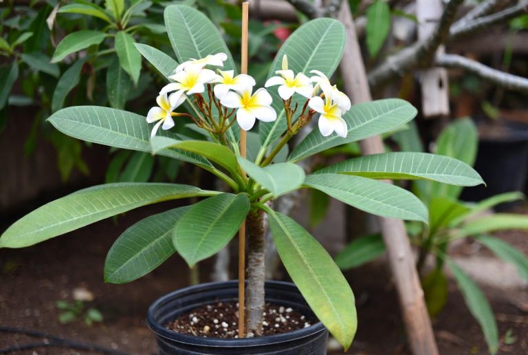 Best Fertilizer for Plumeria