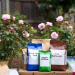 Best Fertilizer for Roses