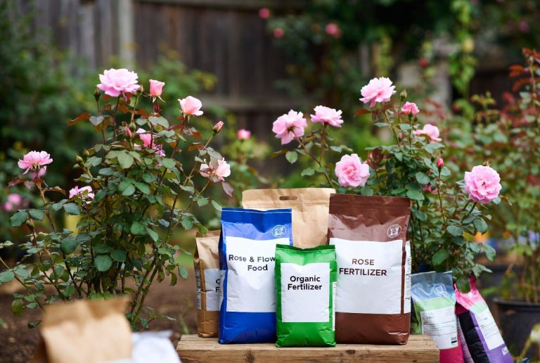 Best Fertilizer for Roses