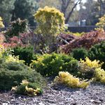 Best Fertilizer for Shrubs