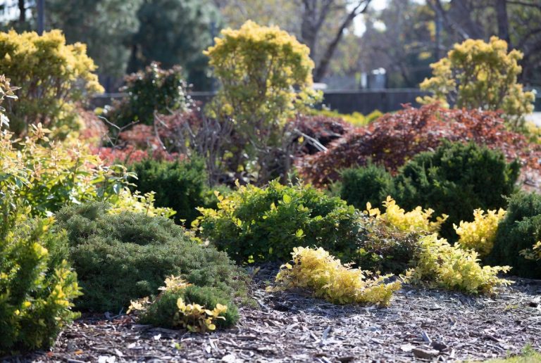 Best Fertilizer for Shrubs