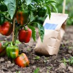best fertilizer for bell peppers