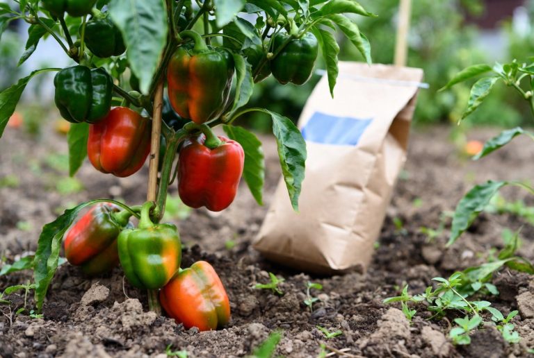 best fertilizer for bell peppers