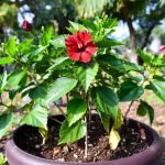 best fertilizer for hibiscus