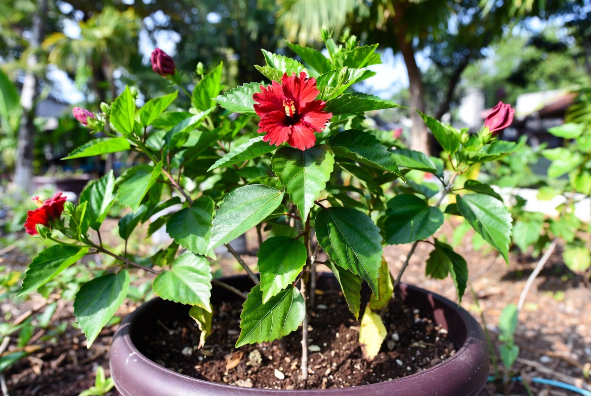 best fertilizer for hibiscus