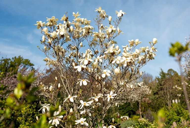 best fertilizer for magnolia trees