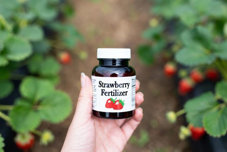 best fertilizer for strawberries