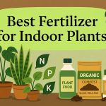 best fertilizer for indoor plants